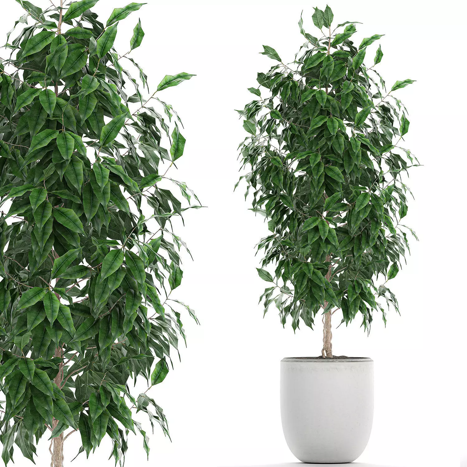 Ficus benjamina trees in a flowerpot for interior design 554 3D model