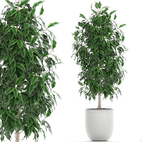 Ficus benjamina trees in a flowerpot for interior design 554 3D model