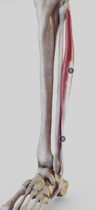 Leg Lateral Muscles Low-poly 3D model_19