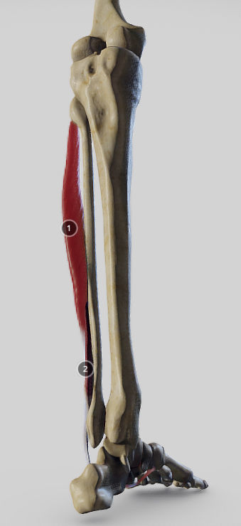 Leg Lateral Muscles Low-poly 3D model_8