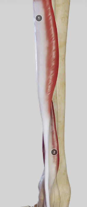 Leg Lateral Muscles Low-poly 3D model_14