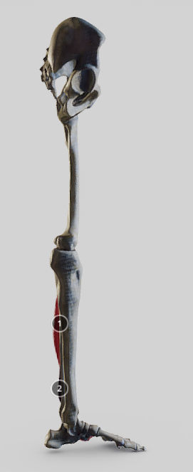 Leg Lateral Muscles Low-poly 3D model_5