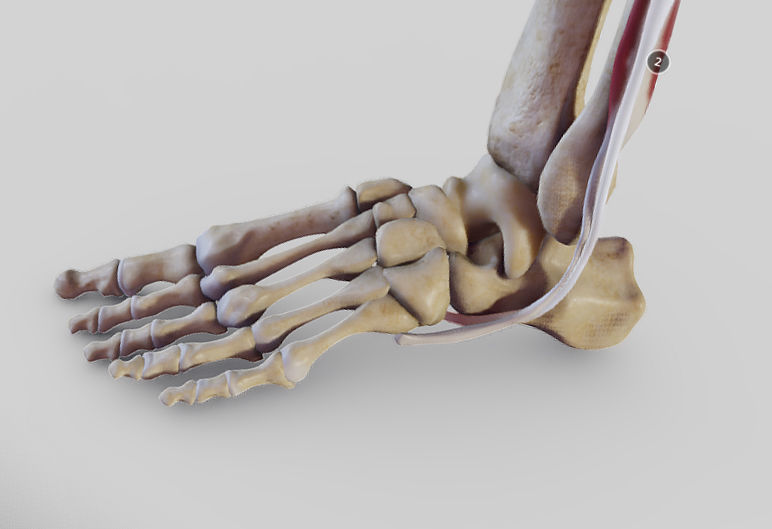 Leg Lateral Muscles Low-poly 3D model_15