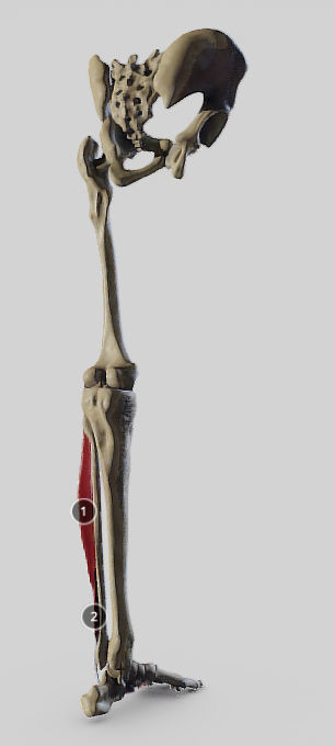 Leg Lateral Muscles Low-poly 3D model_4