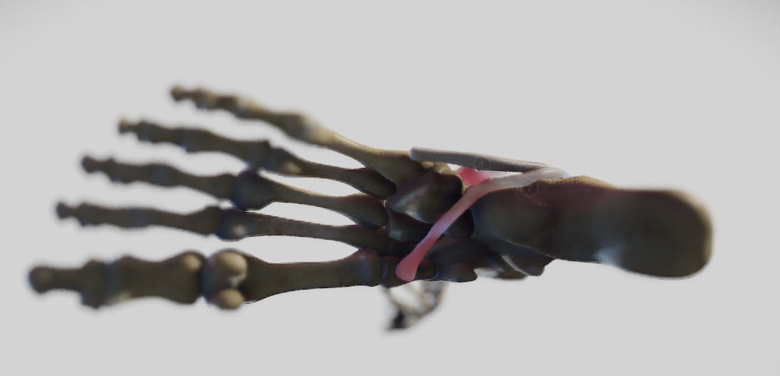 Leg Lateral Muscles Low-poly 3D model_17