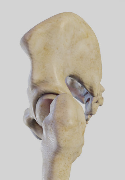 Leg Lateral Muscles Low-poly 3D model_26