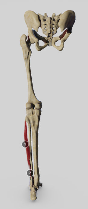 Leg Lateral Muscles Low-poly 3D model_3