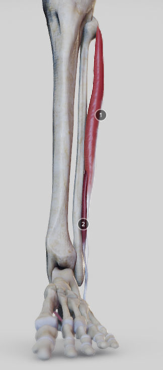 Leg Lateral Muscles Low-poly 3D model_10