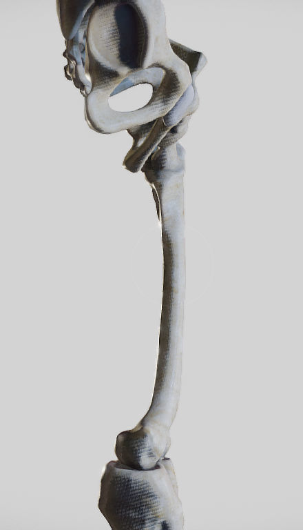 Leg Lateral Muscles Low-poly 3D model_24