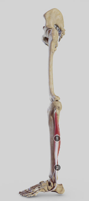 Leg Lateral Muscles Low-poly 3D model_1