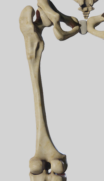 Leg Lateral Muscles Low-poly 3D model_21