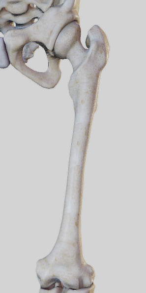 Leg Lateral Muscles Low-poly 3D model_23