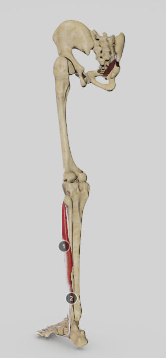 Leg Lateral Muscles Low-poly 3D model_2