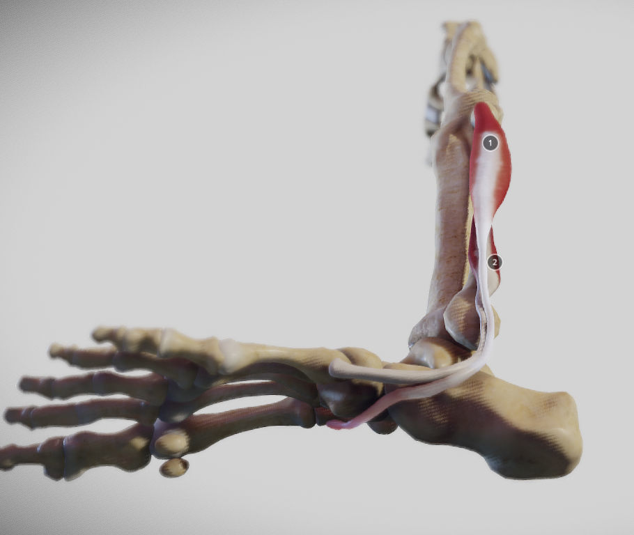 Leg Lateral Muscles Low-poly 3D model_12