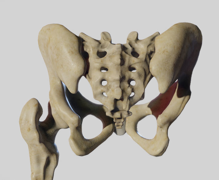 Leg Lateral Muscles Low-poly 3D model_27