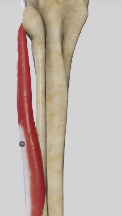Leg Lateral Muscles Low-poly 3D model_13