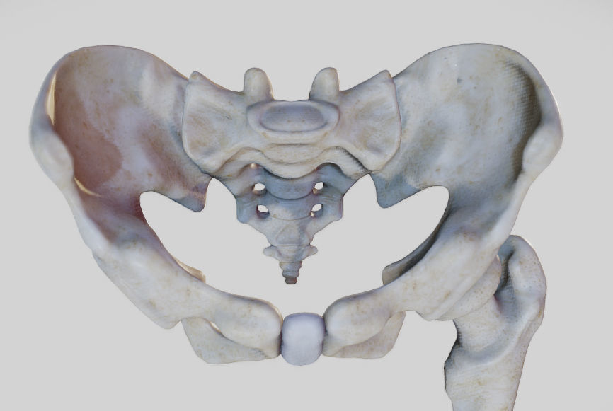 Leg Lateral Muscles Low-poly 3D model_25