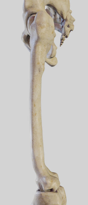 Leg Lateral Muscles Low-poly 3D model_11