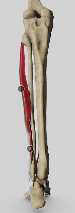 Leg Lateral Muscles Low-poly 3D model_7