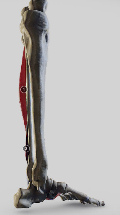 Leg Lateral Muscles Low-poly 3D model_9