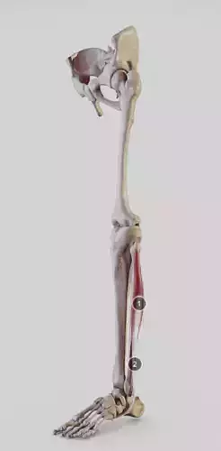Leg Lateral Muscles Low-poly 3D model