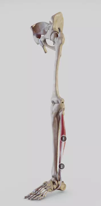 Leg Lateral Muscles Low-poly 3D model_0