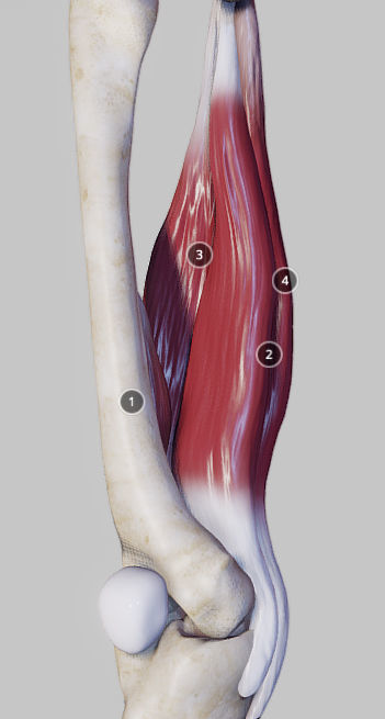 Knee Flexors Low-poly 3D model_10