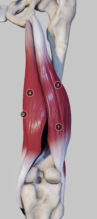 Knee Flexors Low-poly 3D model_7