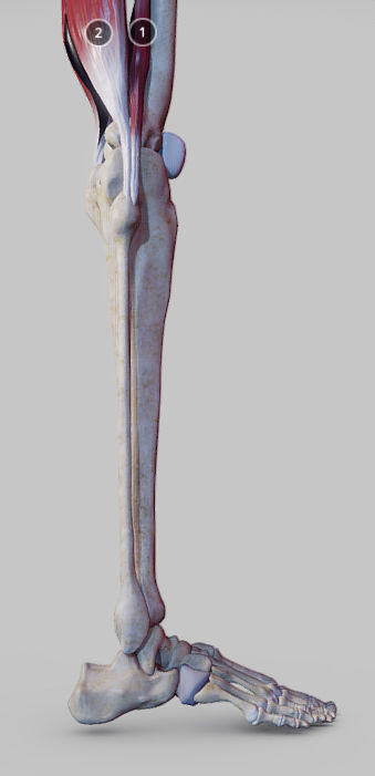 Knee Flexors Low-poly 3D model_14