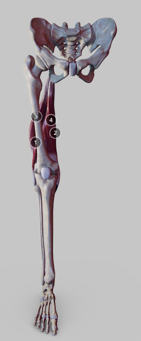 Knee Flexors Low-poly 3D model_2