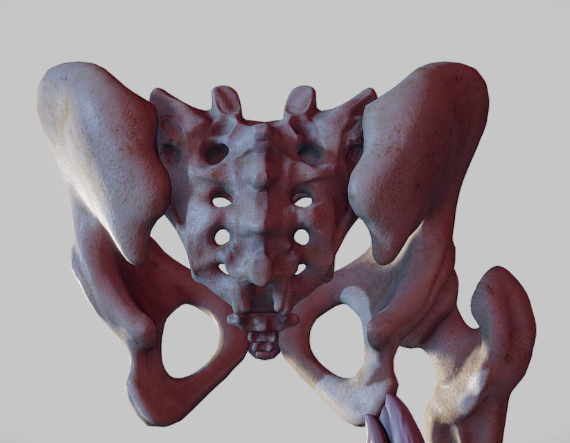 Knee Flexors Low-poly 3D model_6