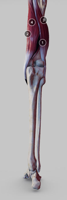 Knee Flexors Low-poly 3D model_13