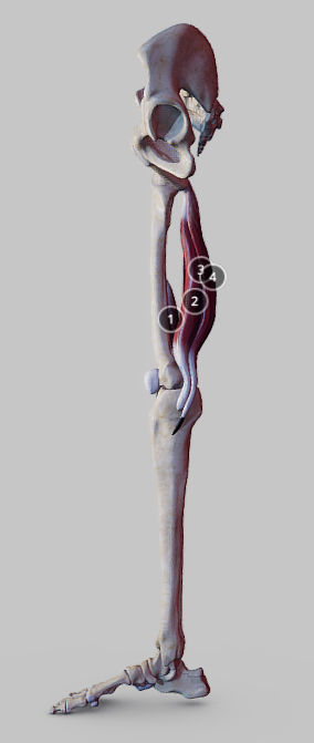 Knee Flexors Low-poly 3D model_3