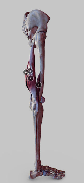 Knee Flexors Low-poly 3D model_1