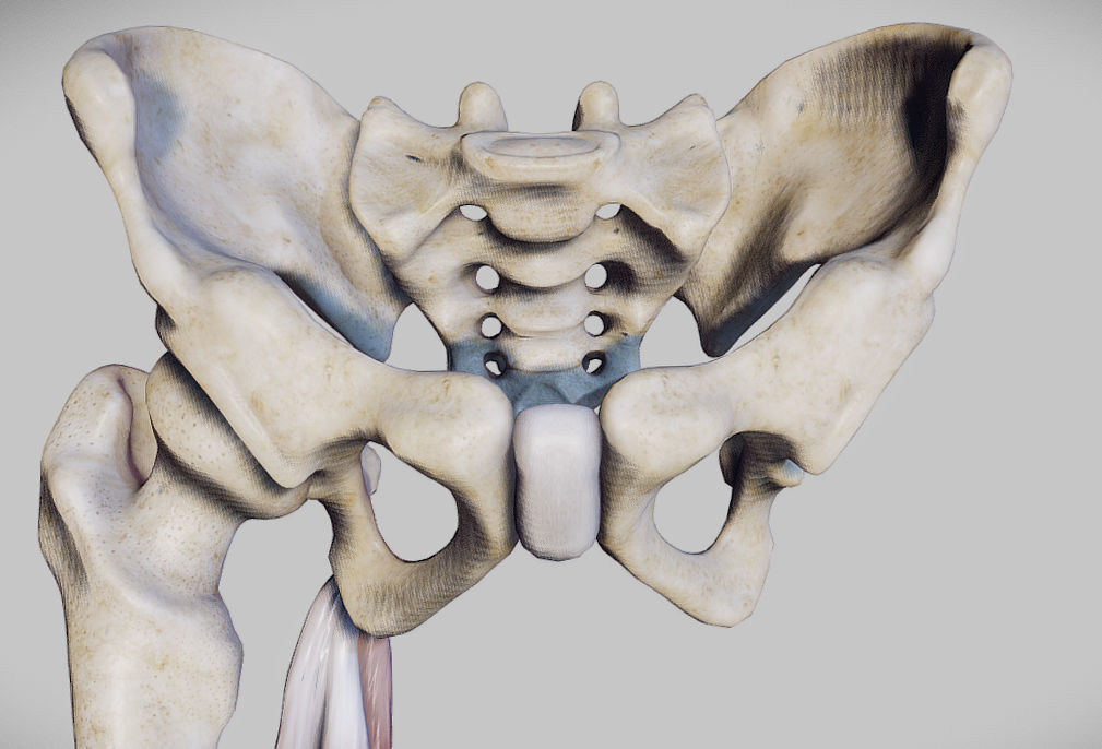 Knee Flexors Low-poly 3D model_4