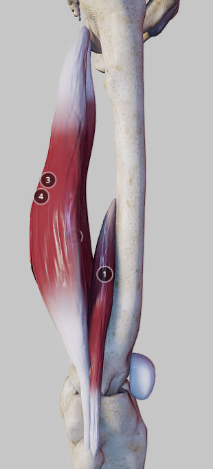 Knee Flexors Low-poly 3D model_8