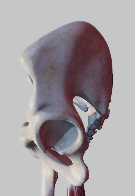 Knee Flexors Low-poly 3D model_5