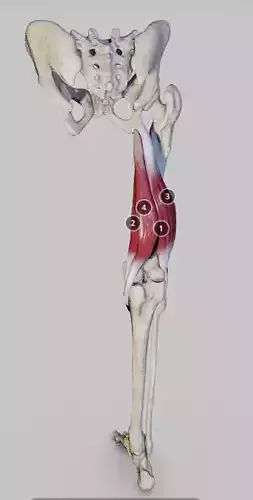 Knee Flexors Low-poly 3D model