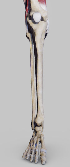 Knee Flexors Low-poly 3D model_11