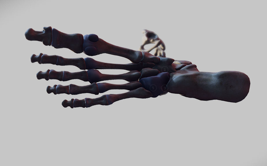 Knee Flexors Low-poly 3D model_18