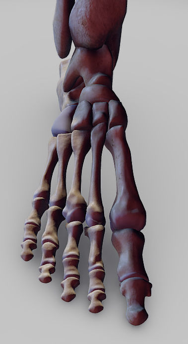 Knee Flexors Low-poly 3D model_16
