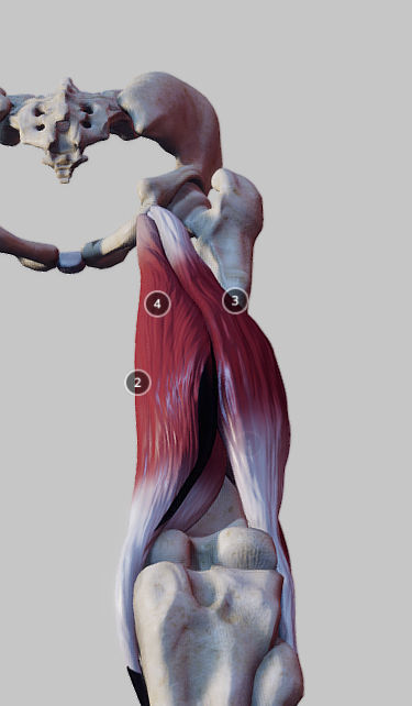 Knee Flexors Low-poly 3D model_19