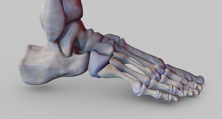 Knee Flexors Low-poly 3D model_15