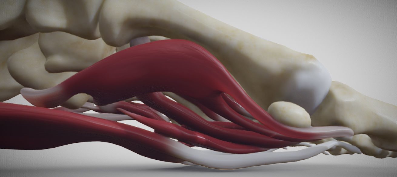 Foot Muscles Low-poly 3D model_8