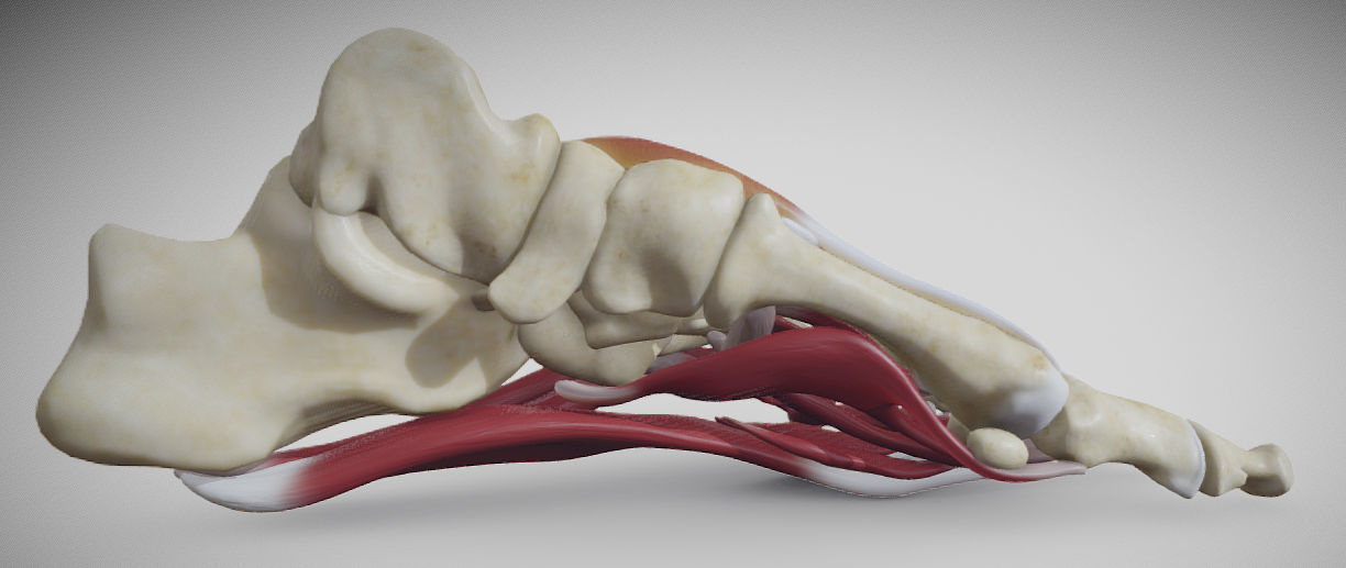 Foot Muscles Low-poly 3D model_7