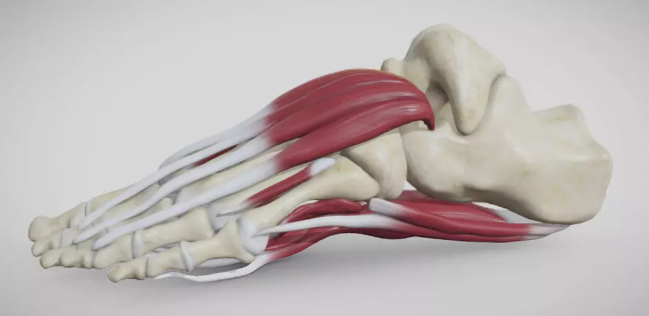 Foot Muscles Low-poly 3D model_0