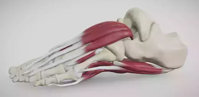 Foot Muscles Low-poly 3D model
