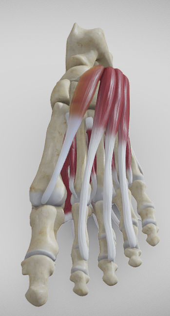 Foot Muscles Low-poly 3D model_1