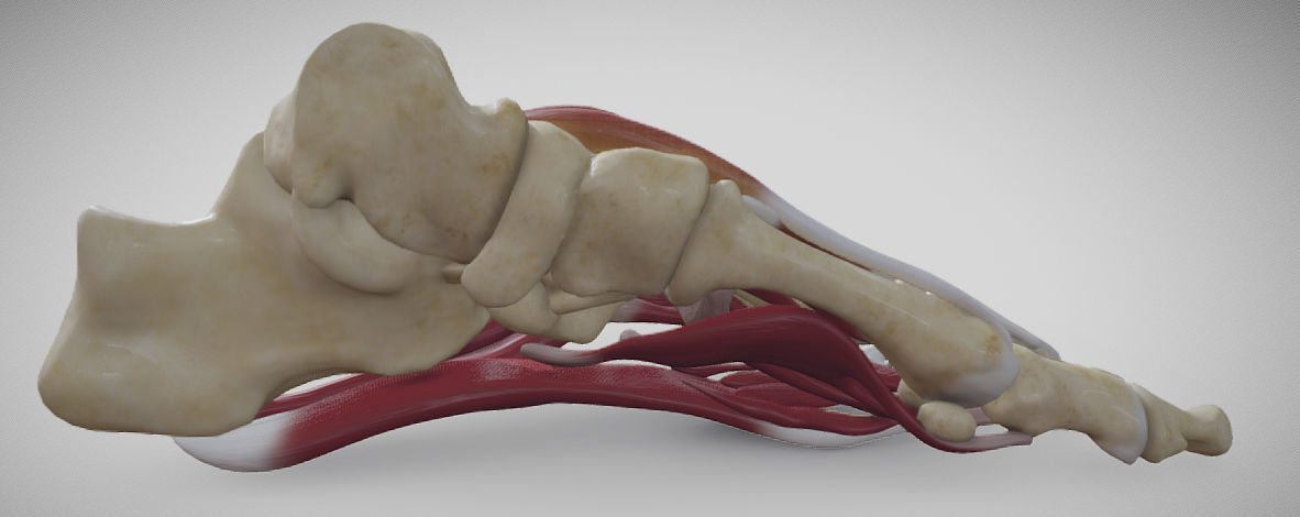 Foot Muscles Low-poly 3D model_2