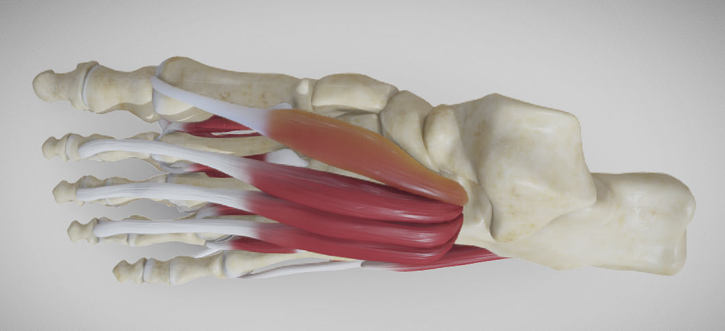 Foot Muscles Low-poly 3D model_4